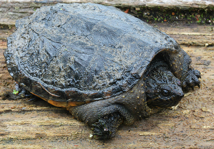 Common Snapping Turtle